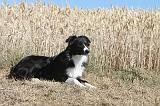 BORDER COLLIE 168